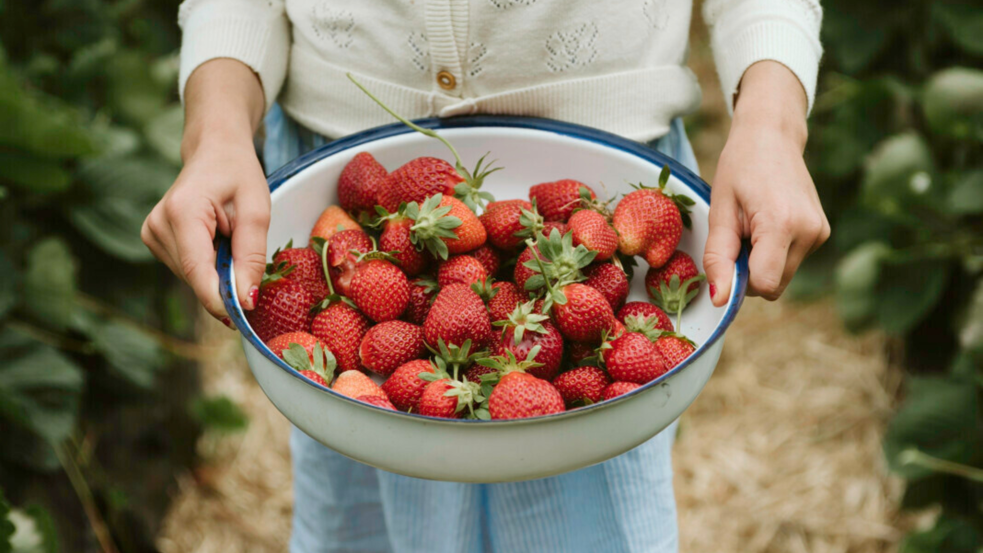 A girl holding a bowl of strawberries freshly picked from a strawberry garden.