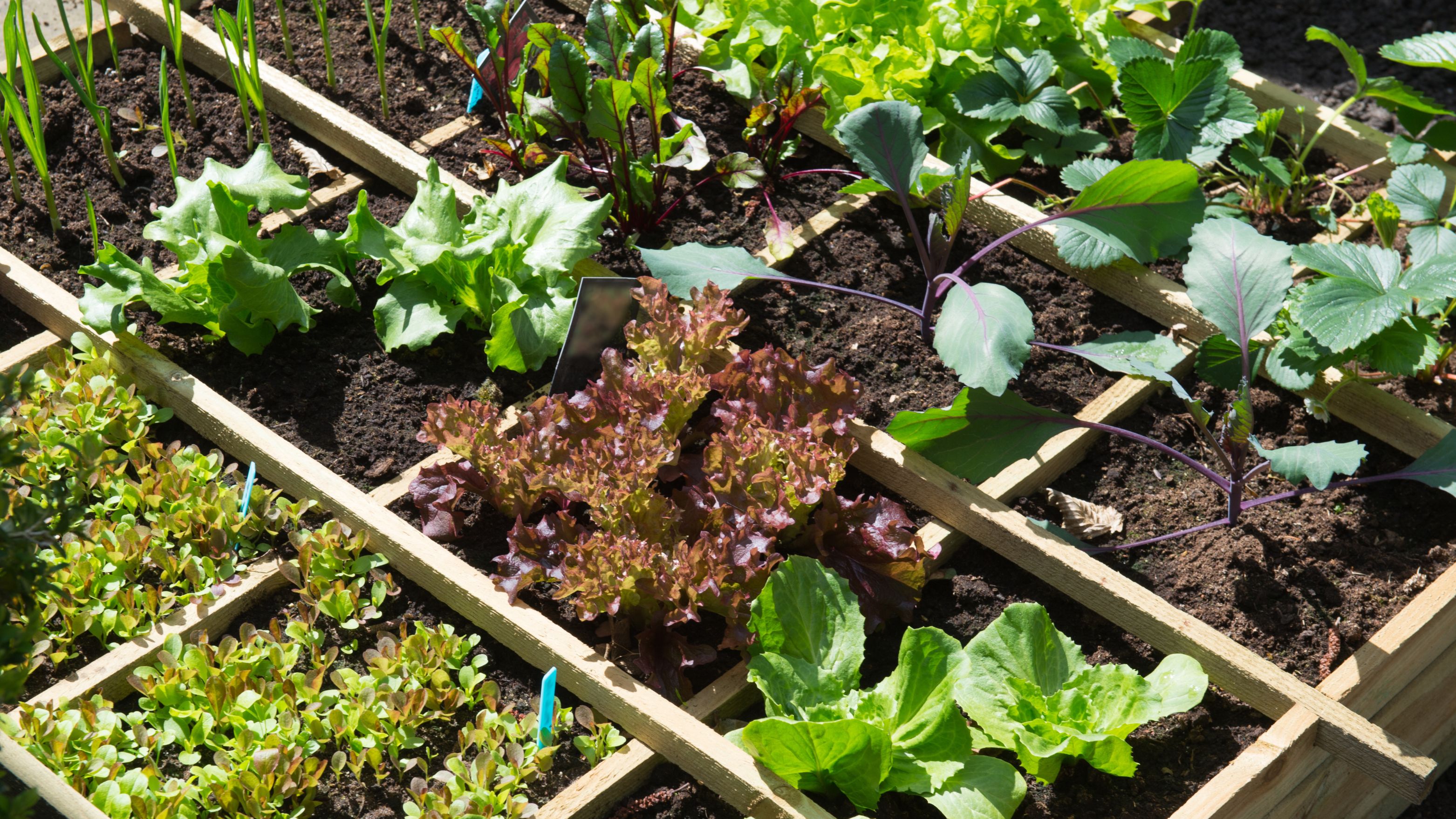 Garden laid out in sqaure metres.